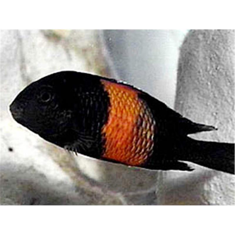 Tropheus moorii orange I - imagine 3